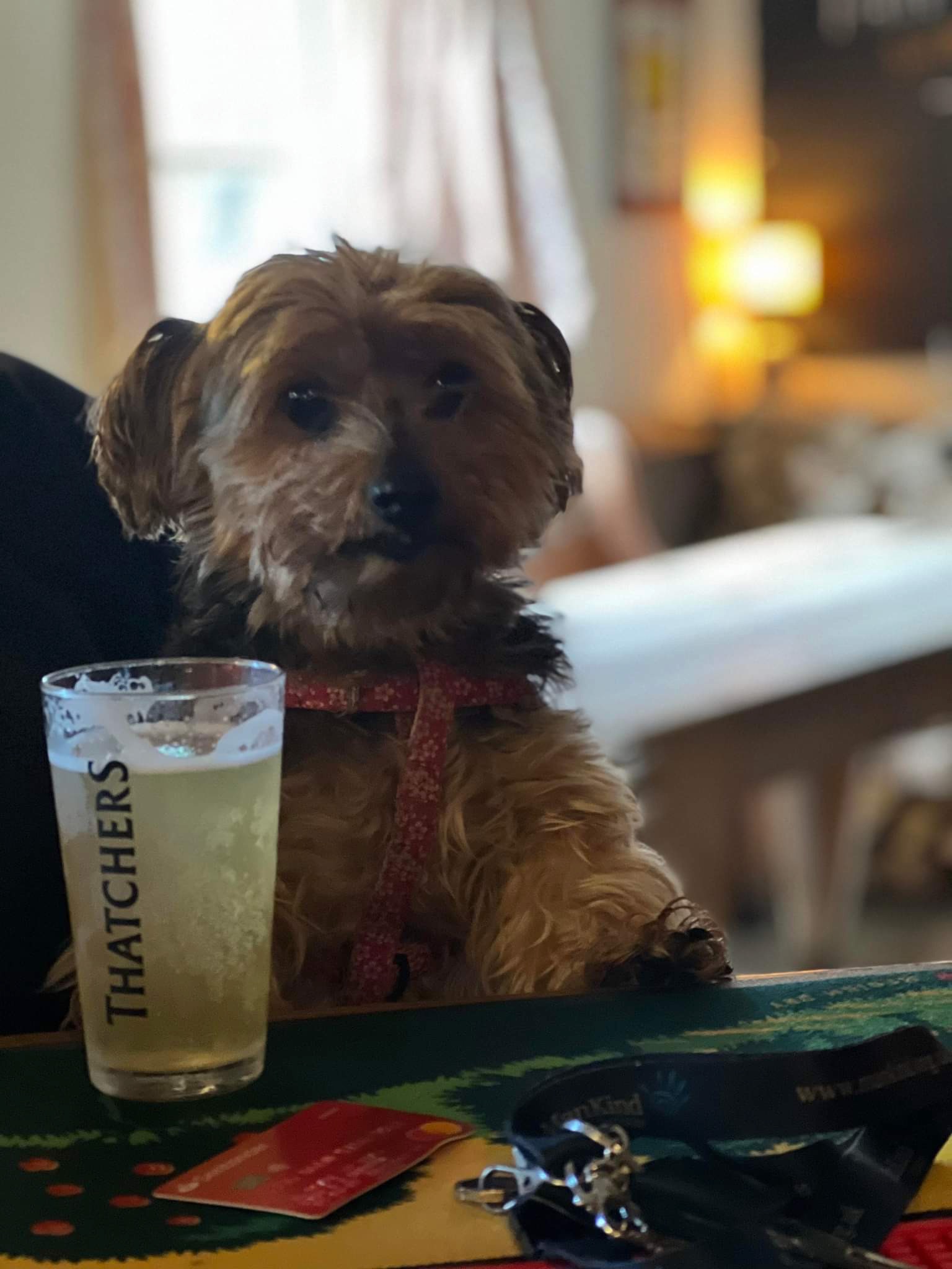 Pub in Somerset that welcomes dogs - Halfway House Pitney